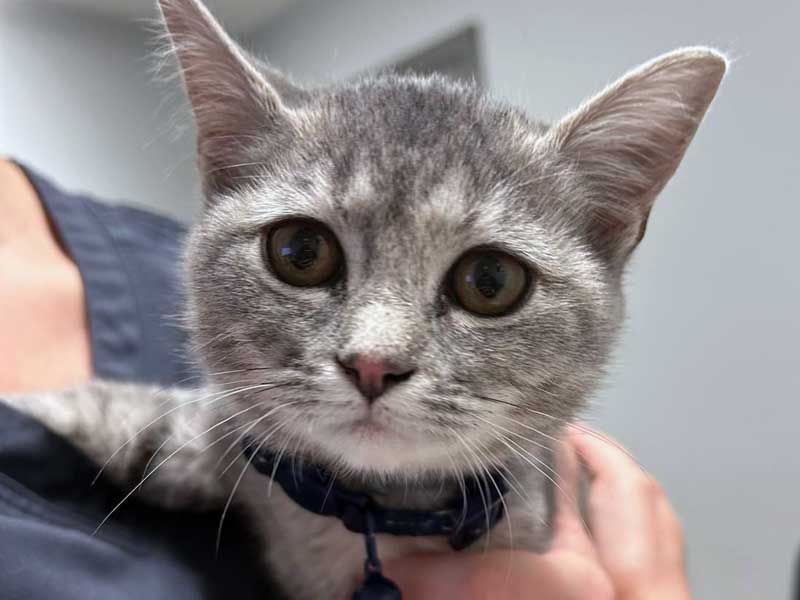Veterinary Jobs in Pickens