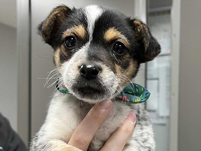 Pickens Animal Hospital Forms