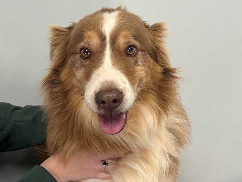 Pickens Pet Hospital