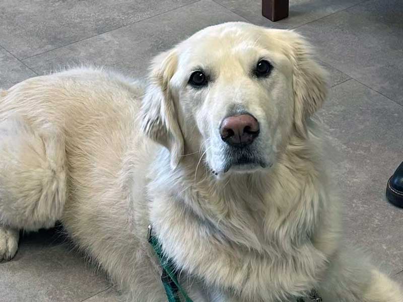 Pickens Animal Hospital Policies